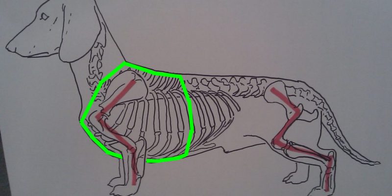 Teckel anatomie en hondentuigjes