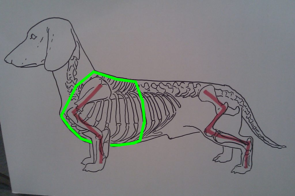 Teckel anatomie en hondentuigjes