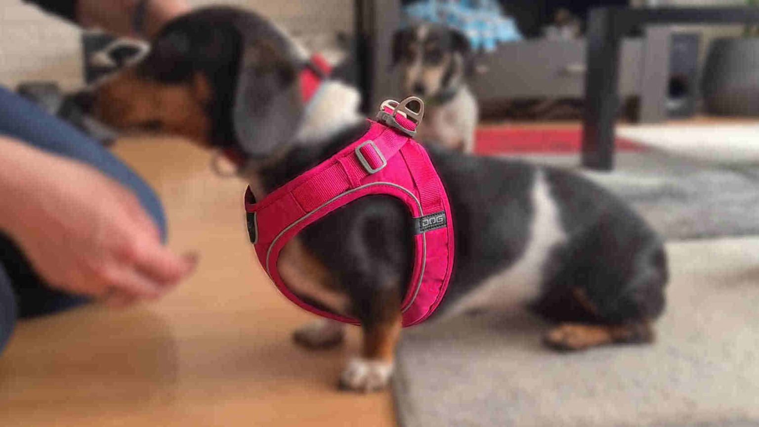 Teckel tuigjes DOG Copenhagen Comfort Walk Go Xalandra's blog